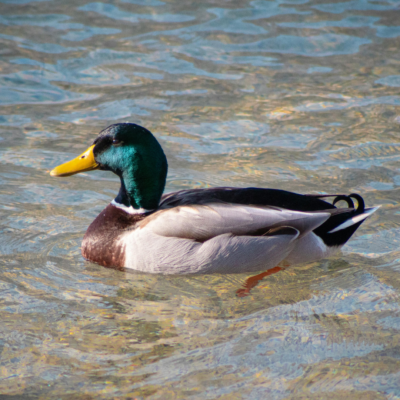 A Duck Called Homer? (HOMA-IR)