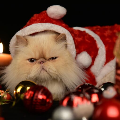 All I Want for Christmas…Is Some Recognition & Respect