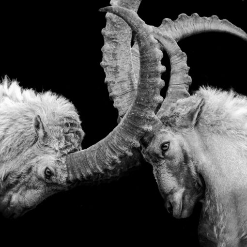 Let There Be No Bad Blood(s) Between Us
