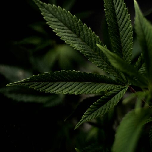 Sharing the (Medicinal) Cannabis