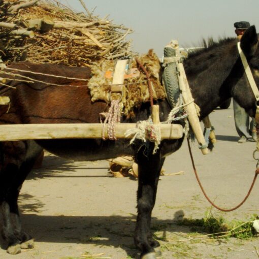 Over-Delivering Donkey
