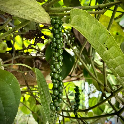 What do you know about Black Pepper?
